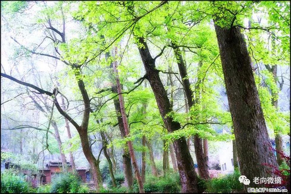 【春天,广西桂林灌阳县向您发出邀请!】在小龙村与春天约会 - 游山玩水 - 开封生活社区 - 开封28生活网 kaifeng.28life.com