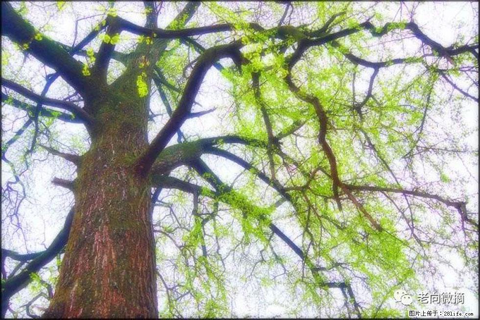 【春天,广西桂林灌阳县向您发出邀请!】在小龙村与春天约会 - 游山玩水 - 开封生活社区 - 开封28生活网 kaifeng.28life.com