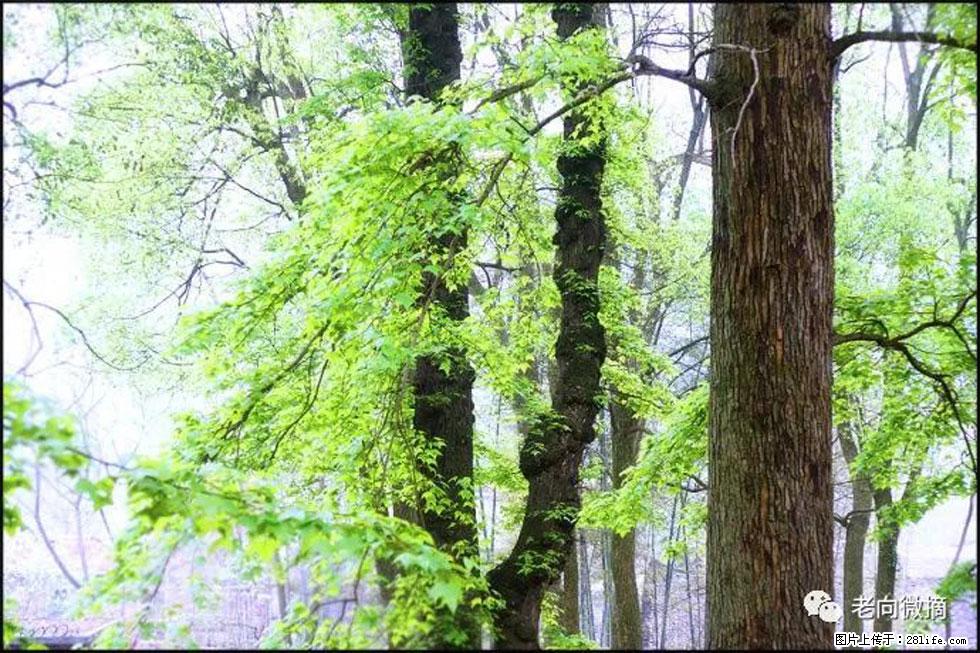 【春天,广西桂林灌阳县向您发出邀请!】在小龙村与春天约会 - 游山玩水 - 开封生活社区 - 开封28生活网 kaifeng.28life.com