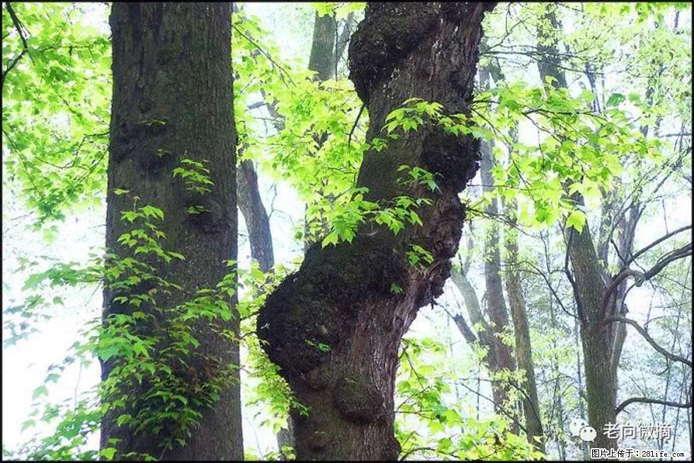 【春天,广西桂林灌阳县向您发出邀请!】在小龙村与春天约会 - 游山玩水 - 开封生活社区 - 开封28生活网 kaifeng.28life.com