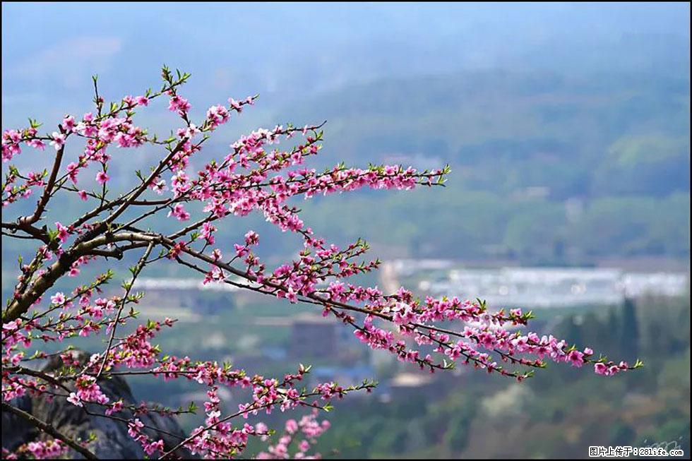 【春天,广西桂林灌阳县向您发出邀请!】望月岭上桃花开 - 游山玩水 - 开封生活社区 - 开封28生活网 kaifeng.28life.com