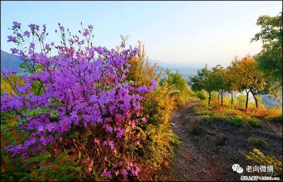 【春天，广西桂林灌阳县向您发出邀请！】登麒麟山，相约映山红 - 游山玩水 - 开封生活社区 - 开封28生活网 kaifeng.28life.com