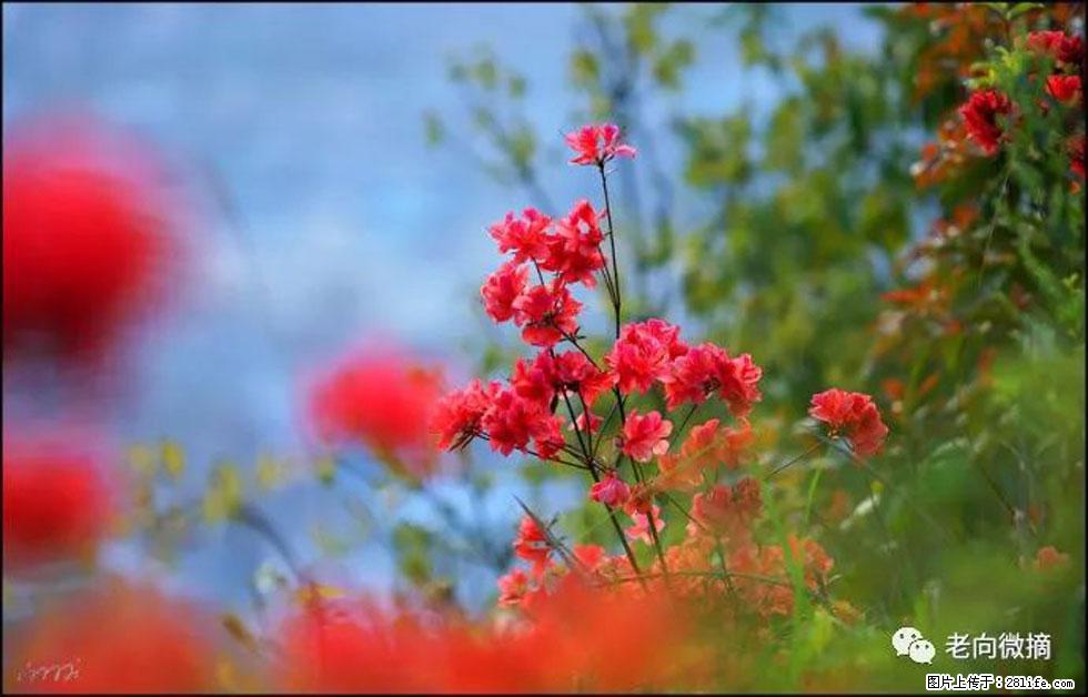 【春天，广西桂林灌阳县向您发出邀请！】登麒麟山，相约映山红 - 游山玩水 - 开封生活社区 - 开封28生活网 kaifeng.28life.com