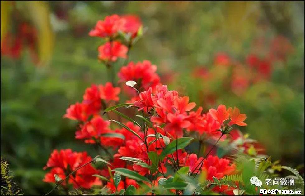 【春天，广西桂林灌阳县向您发出邀请！】登麒麟山，相约映山红 - 游山玩水 - 开封生活社区 - 开封28生活网 kaifeng.28life.com