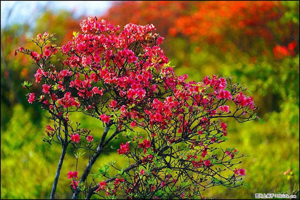 【春天，广西桂林灌阳县向您发出邀请！】春木界上映山红 - 游山玩水 - 开封生活社区 - 开封28生活网 kaifeng.28life.com