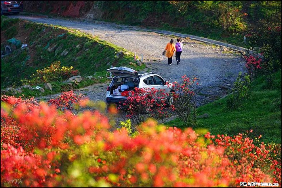 【春天，广西桂林灌阳县向您发出邀请！】春木界上映山红 - 游山玩水 - 开封生活社区 - 开封28生活网 kaifeng.28life.com