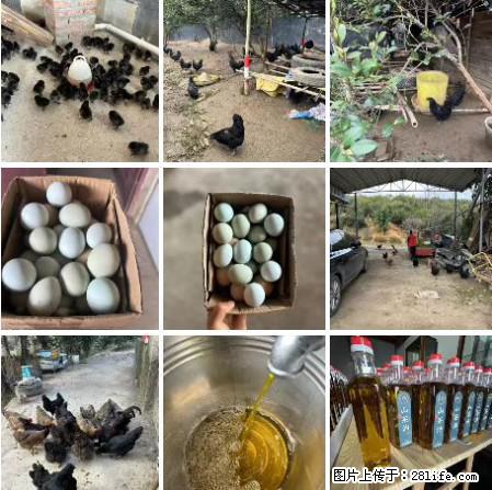 油茶园从小鸡仔开始养起的纯土鸡、土鸡蛋可以预定啦！还有前几天刚榨的纯山茶油哦 - 美食天地 - 开封生活社区 - 开封28生活网 kaifeng.28life.com