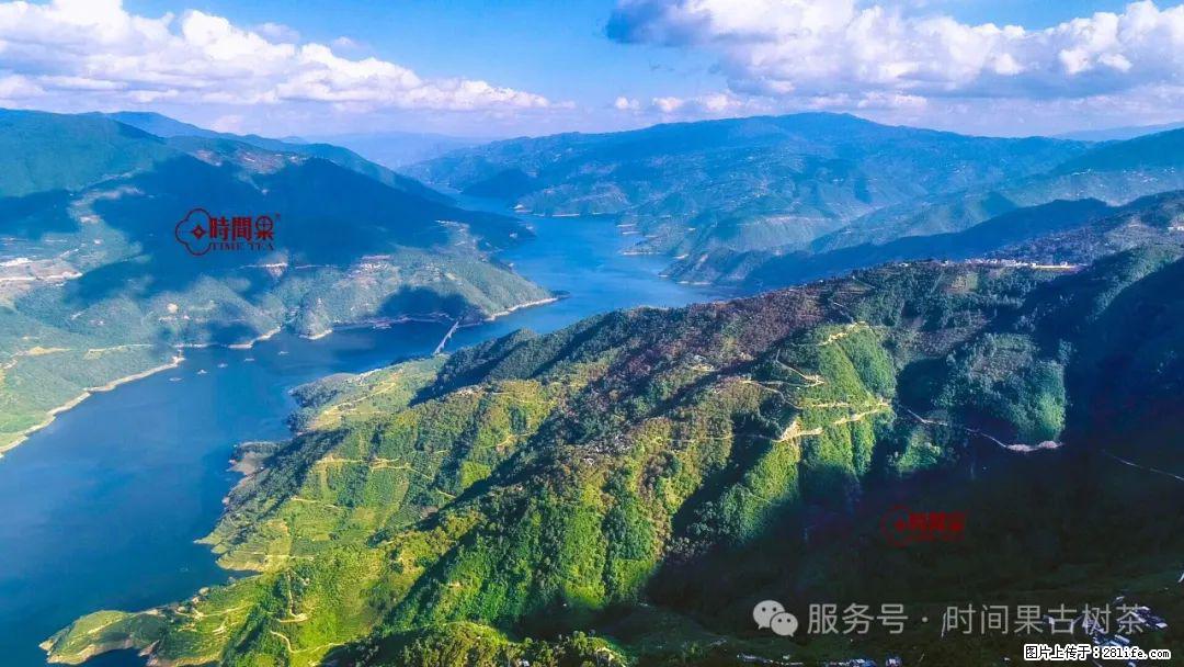 时间果百年古树龙珠普洱生茶 - 购物交流 - 开封生活社区 - 开封28生活网 kaifeng.28life.com