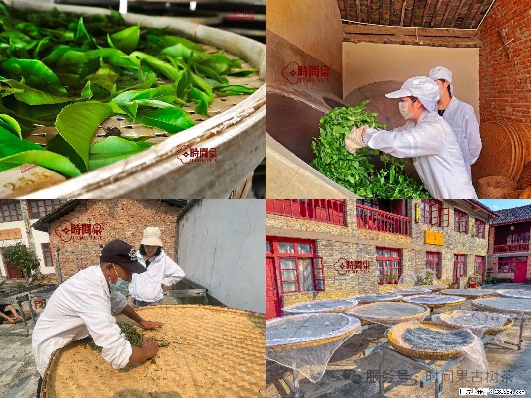 时间果百年古树龙珠普洱生茶 - 购物交流 - 开封生活社区 - 开封28生活网 kaifeng.28life.com