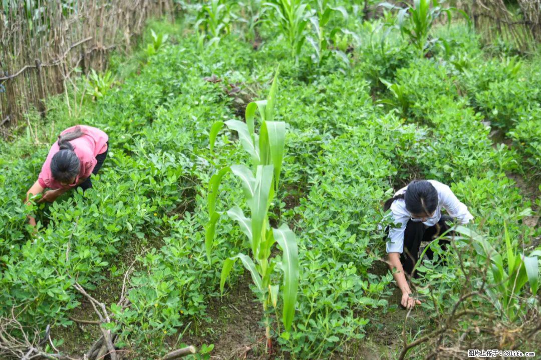 全网追的“扁担女孩”,找了一份暑假工,时薪12元 - 开封生活资讯 - 开封28生活网 kaifeng.28life.com
