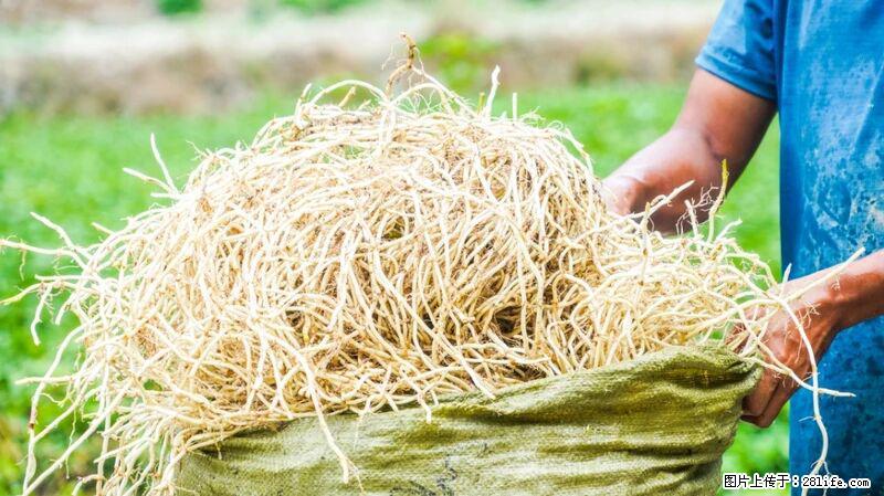 堪称“最难吃”的蔬菜，却是 “抗辐射神器”，还能护肺、清热、止咳化痰！ - 开封生活资讯 - 开封28生活网 kaifeng.28life.com