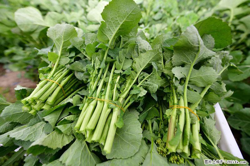 这些蔬菜是“天然钙片”，这6种被医生重点推荐 - 开封生活资讯 - 开封28生活网 kaifeng.28life.com